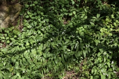 2018-04-26 9810 Ramsons, Allium ursinum