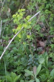 2018-04-26 9813 Wood Spurge, Euphorbia amygdaloides