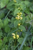 2018-04-26 9815 Yellow Archangel, Lamiastrum galeobdolon