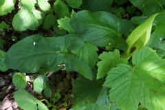 2018-05-07 9929 Cuckoo Pint, Arum maculatum, by 'Natural' Play Area