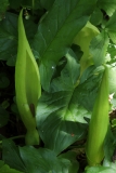 2018-05-07 9930 Cuckoo Pint, Arum maculatum, by 'Natural' Play Area