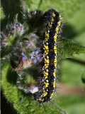 2018-05-09 9958F Scarlet Tiger Moth caterpillar, Callimorpha dominula, on Viper's Bugloss, Echium vulgare