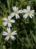 2018-05-09 9963 Greater Stitchwort, Stellaria holostea