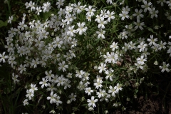 2018-05-09 9965 Greater Stitchwort, Stellaria holostea