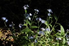 2018-05-15 9977 Possibly Great Forget-me-not, Brunnera  macrophylla