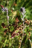 2018-05-15 9993 Changing Forget-Me-Not, Myosotis discolor