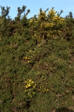 2018-01-11 Gorse, Ulex europaeus, South of British Camp