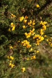 2018-01-11 Gorse, Ulex europaeus, South of British Camp