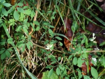 2018-01-31 Climbing Corydalis, Ceratocapnos claviculata, Lower Eastern Slopes of Worcestershire Beacon