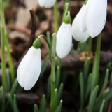 2018-01-31 Snowdrops, Galanthus nivalis, Lower Eastern Slopes of Worcestershire Beacon