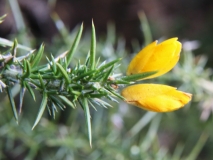 2018-01-31 Gorse, Ulex europaeus, Lower Eastern Slopes of Worcestershire Beacon