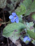 2018-01-31 Green Alkanet, Pentaglottis sempervirens, Lower Eastern Slopes of Worcestershire Beacon