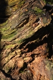 2018-02-12 Stump Abstract