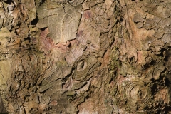 2018-02-12 Bark Abstract