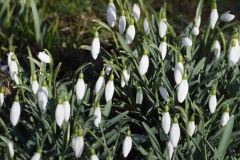 2018-02-12 Snowdrops, Galanthus nivalis, on Grundy's Meadow