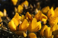 2018-02-12 Gorse, Ulex europaeus, by the Beacon Path