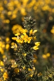 2018-02-12 Gorse, Ulex europaeus, by the Beacon Path