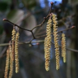 2018-02-17 Hazel Catkins above Gullet Quarry