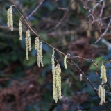 2018-02-17 Hazel Catkins above Gullet Quarry