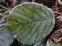 2018-02-23 Frosty Leaf, South of the Wyche Cutting