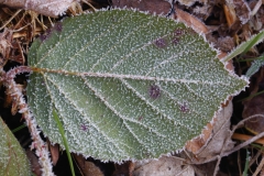 2018-02-23 Frosty Leaf, South of the Wyche Cutting