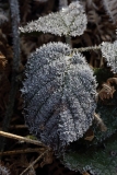 2018-02-23 Frosty Leaf, South of the Wyche Cutting