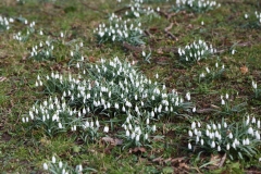 2018-02-23 Snowdrops on Grundy's Meadow