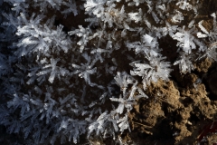 2018-02-23 Frost on Moss, South of the Wyche Cutting