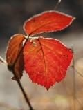 2019-02-25-9453-Bramble-Leaf-leftover-from-Autumn