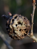 2019-02-25-9456-Artichoke-Gall-on-Oak