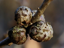 2019-02-25-9459-Gall-on-Oak