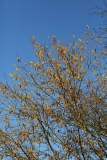 2019-02-25-9463-Hazel-Catkins