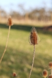 2019-02-25-9469-Teasel-Dipsacus-fullonum