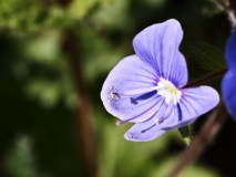 2019-04-01-9694-Germander-Speedwell-Veronica-chamaedrys