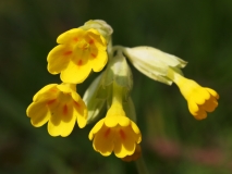 2019-04-01-9697-Cowslip-Primula-veris