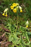 2019-04-01-9698-Cowslip-Primula-veris