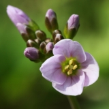 2019-04-01-9699-Ladys-Smock-or-Cuckooflower-Cardamine-pratensis