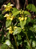 2019-04-01-9700-Yellow-Archangel-Lamiastrum-galeobdolon-argentatum