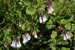 2019-04-01-9702-Comfrey-Symphytum-Hidcote-Blue