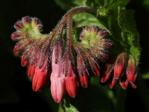 2019-04-01-9703-Comfrey-Symphytum-Hidcote-Blue