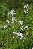 2019-04-01-9704-Ladys-Smock-or-Cuckooflower-Cardamine-pratensis