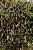 2019-04-01-9707-Hazel-catkins-Corylus-avellana