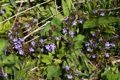 2019-04-01-9708-Ground-ivy-Glechoma-hederacea