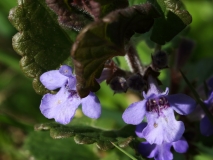 2019-04-01-9709-Ground-ivy-Glechoma-hederacea