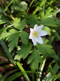 2019-04-01-9715-Wood-Anemone-Anemone-nemorosa