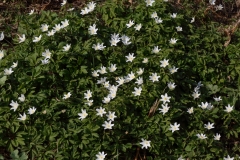 2019-04-01-9742-Wood-Anemone-Anemone-nemorosa