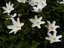 2019-04-01-9743-Wood-Anemone-Anemone-nemorosa