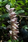 2019-04-01-9747-Toothwort-Lathraea-squamaria