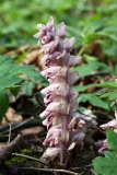 2019-04-01-9749-Toothwort-Lathraea-squamaria