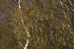 2019-04-01-9769-Silver-Birch-catkins-Betula-pendula